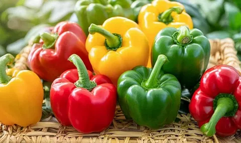 تصویر 4 از فلفل دلمه گلخانه ای تازه سالم درشت براق روزچین یکدست